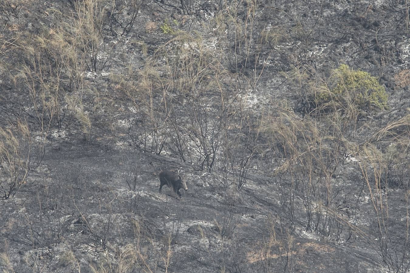 Las imágenes del incendio en el barranco de San Jerónimo