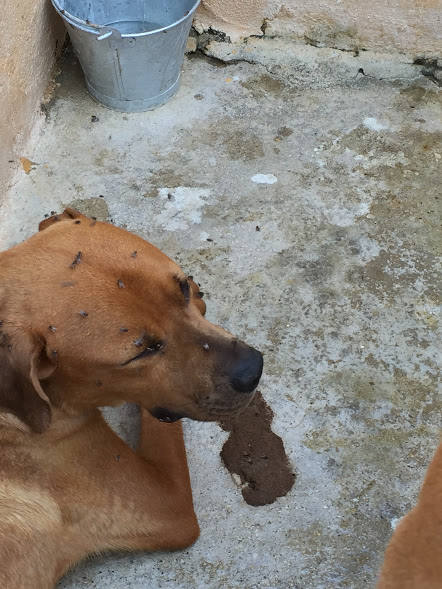 Imágenes cedidas por SOS Calahonda Granada