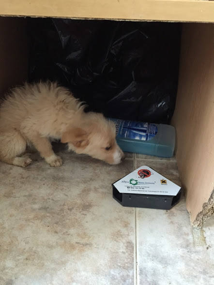 SOS Calahonda Granada acusa a la empresa concesionaria de presunto maltrato animal 