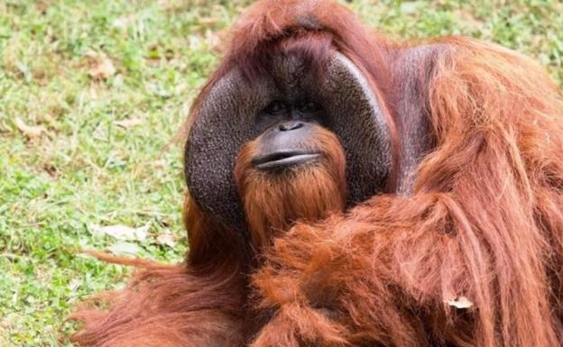 Muere el orangután que se comunicaba con lenguaje de signos