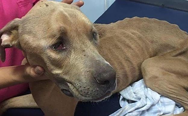 'Huesitos', el perro al que dos niños apedrearon "por diversión"