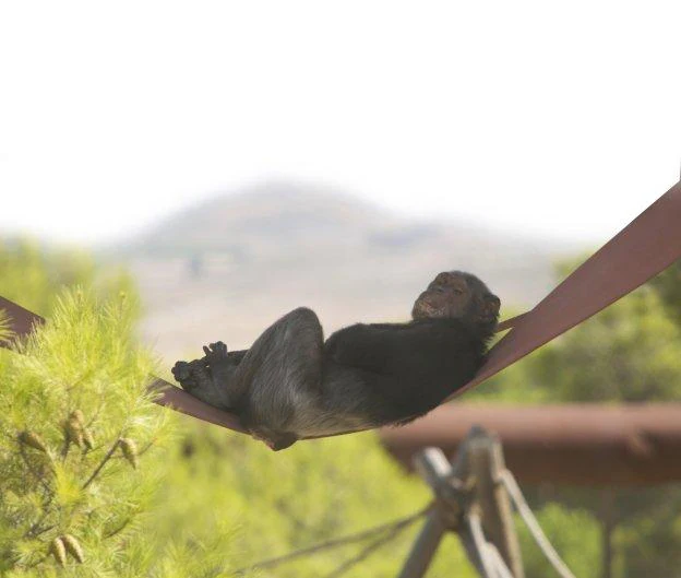 Un chimpancé descansa sobre una especie de hamaca en las instalaciones de AAP Primadomus en Villena.