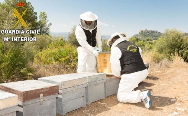 Dos hombres envenenan 16 millones de abejas