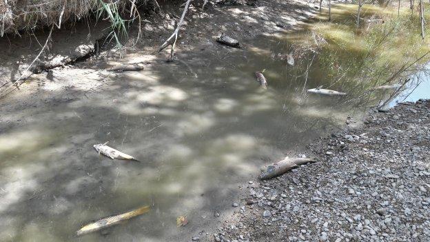 Barbos muertos en los charcos que quedan del río Guadalbullón, cerca del Puente Tablas.