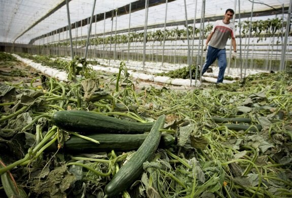 Una empresa almeriense, indemnizada por Hamburgo por acusarla en la crisis del pepino