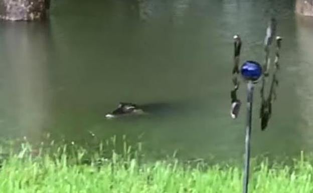 Una mujer graba a varios cocodrilos en su jardín arrastrados por el huracán Harvey