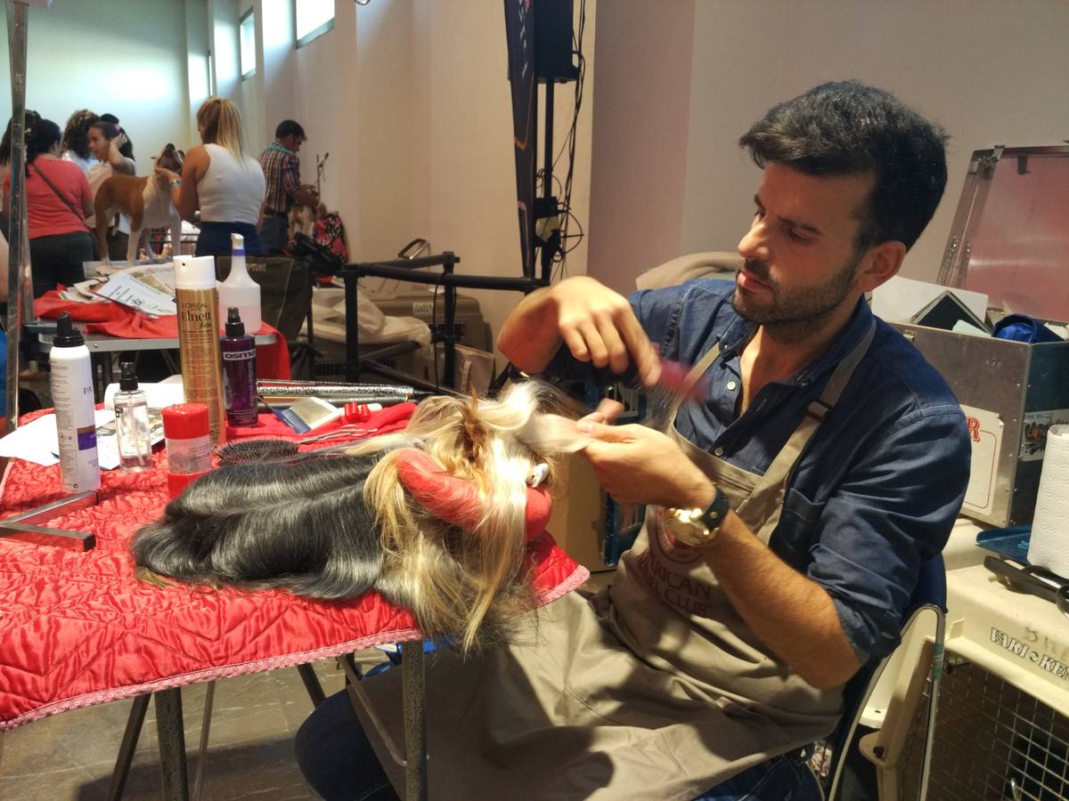 Alrededor de 500 perros, todos con pedrigrí, compitieron ayer en la XXXVIII Convención Canina Nacional y la XVI Monográfica del Podenco Andaluz