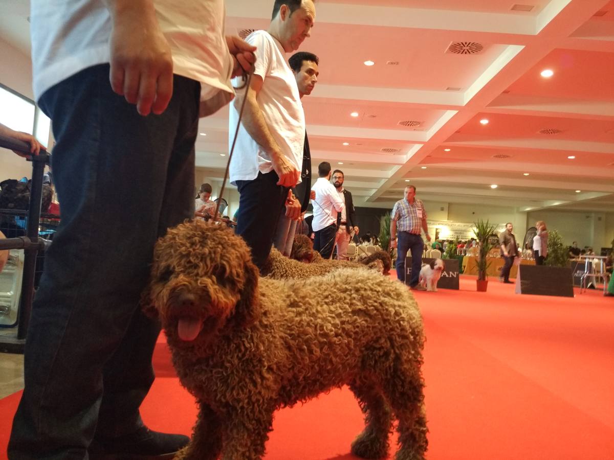 Alrededor de 500 perros, todos con pedrigrí, compitieron ayer en la XXXVIII Convención Canina Nacional y la XVI Monográfica del Podenco Andaluz