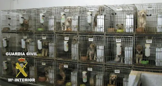 Liberación. Criadero ilegal de perros desmantelado por la Guardia Civil en Granada. 