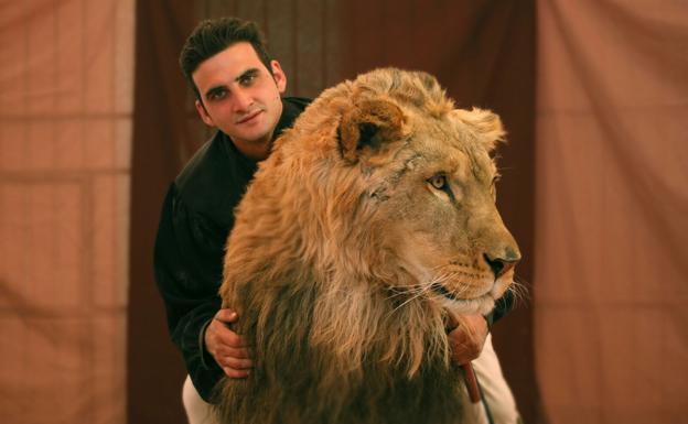 El domador Ricardo Dola con uno de los leones.