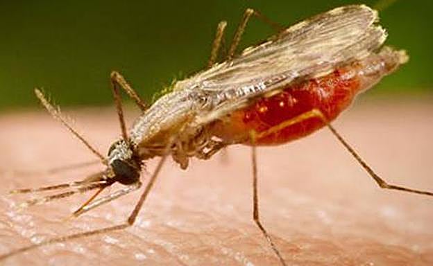 Un niño de Huesca muere de malaria tras regresar de un viaje a Gambia
