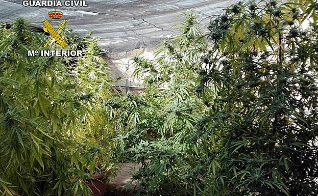 Cinco detenidos, once investigados y más de cien kilos de marihuana intervenidos en la provincia de Jaén