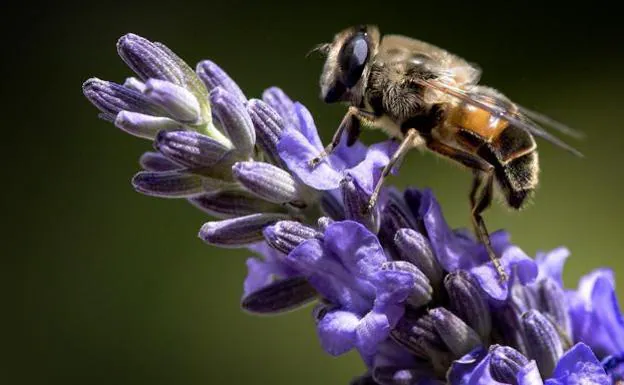 Una abeja descansa sobre una flor de lavanda en Múnich.