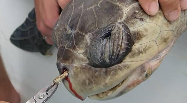Diez minutos de agonía muestra el vídeo en que extraen a una tortuga un pajita clavada en la nariz, y que dio lugar a una campaña mundial.