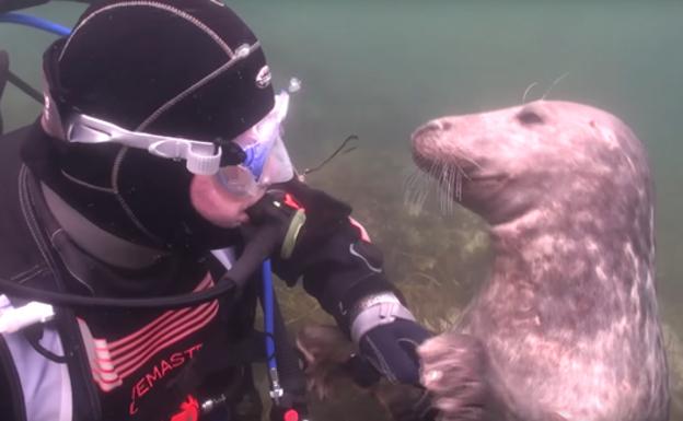 La adorable foca que ha conquistado a las redes