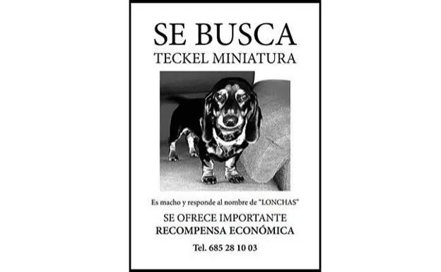 Ofrece 10.000 euros a quien encuentre a su perro salchicha perdido