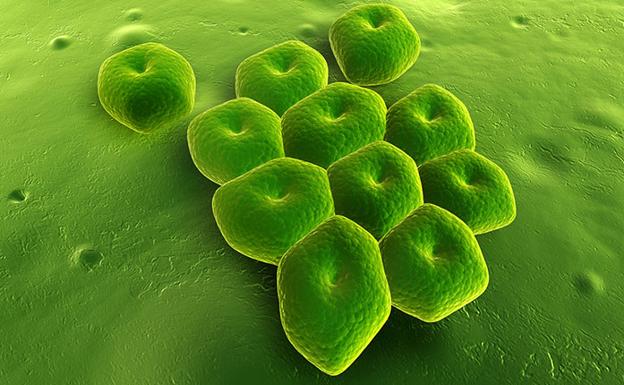 Alerta: una bacteria resistente a antibióticos se propaga por España
