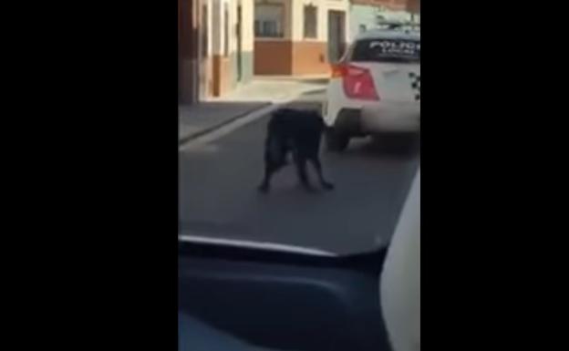 Indignación contra la Policía Local por atar un perro al coche patrulla