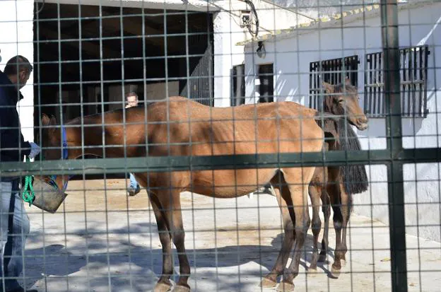 En la explotación se encontraron siete caballos en «inminente riesgo de muerte», según explicó el abogado del refugio.