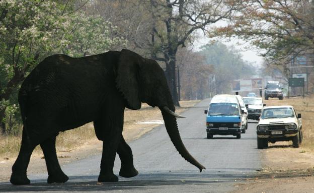Un elefante mata a dos turistas aplastándolos cuando le iban a sacar una foto