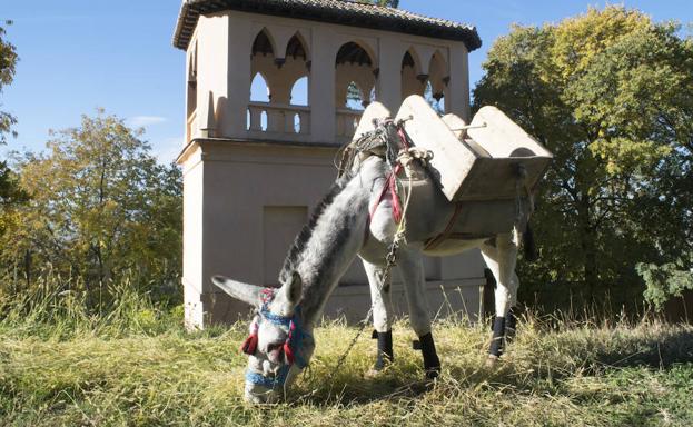 'Manías', el burro obrero de la Alhambra