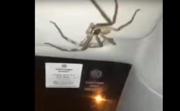 Una mujer conduce 20 minutos con esta descomunal araña dentro de su coche "para no asustarla"
