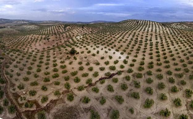 El expediente para conseguir que el paisaje de olivos sea Patrimonio, en enero