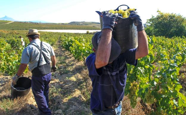 Los vendimiadores recogen las uvas en una explotación agraria.