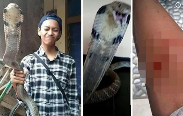 S.O.S por WhatsApp: un chico muere picado por su enorme cobra mascota al echerla esta foto