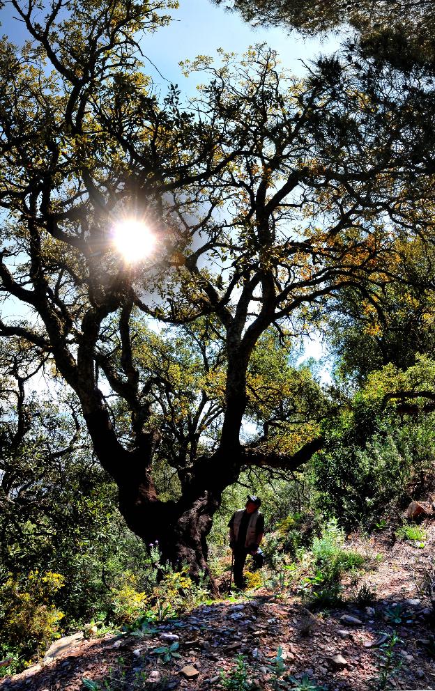 Uno de los grandes alcornoques de la sierra de Lújar antes de ser