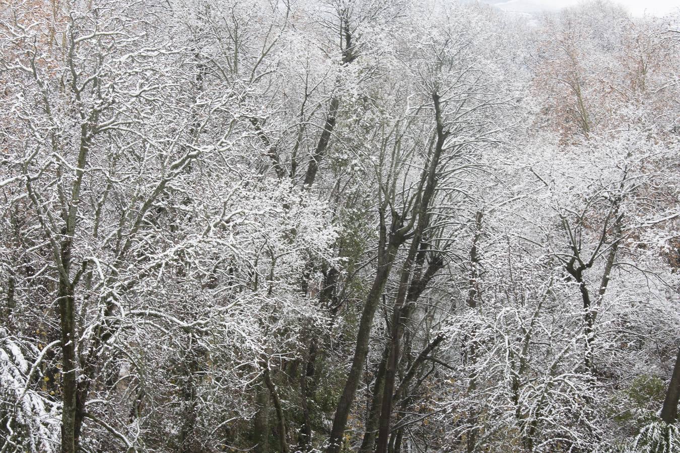 Granada lució de blanco el día de Reyes