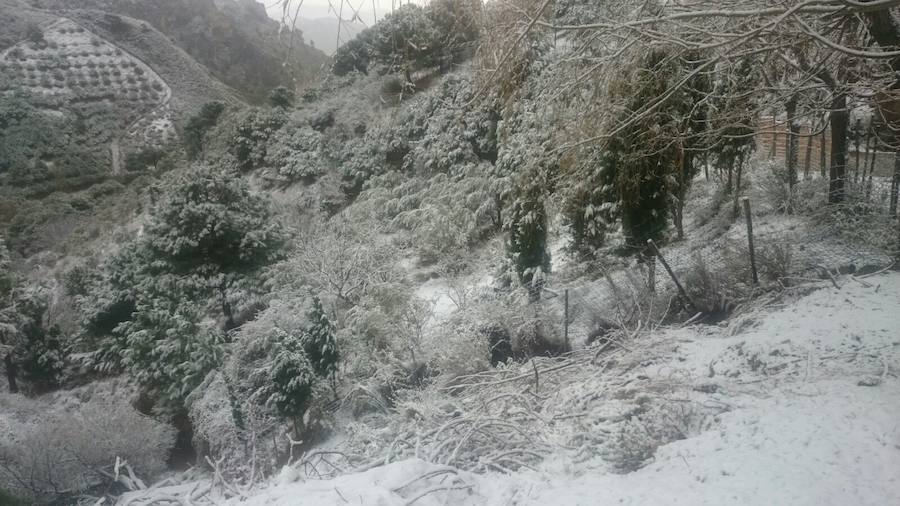 La lluvia y las bajas temperaturas que se están registrando en todo el país no sólo han dejado estampas espectaculares en Granada, sino también en su Costa, concretamente en Almuñécar. Un manto de nieve ha cubierto el complejo de Peña Escrita, desde su entrada, que se encuentra a 800 metros de altitud hasta los 1200 que alcanzan sus cumbres más altas. También apareció nevado todo el entorno cercano al paraje histórico de Los Castillejos, entre Almuñécar y Nerja y al norte del Pago el Cerval y Río de la Miel. 