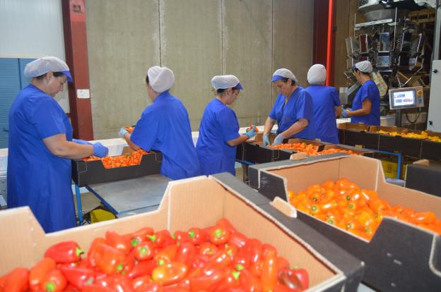 Trabajadoras confeccionan los pedidos de pimiento snack en una comercializadora de la provincia.