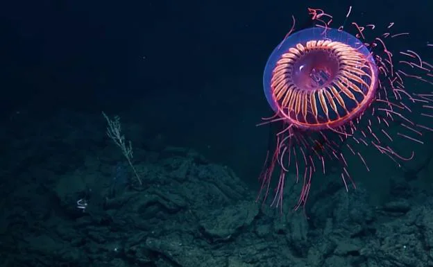El misterio de la medusa 'extraterrestre' que intriga a todo el mundo