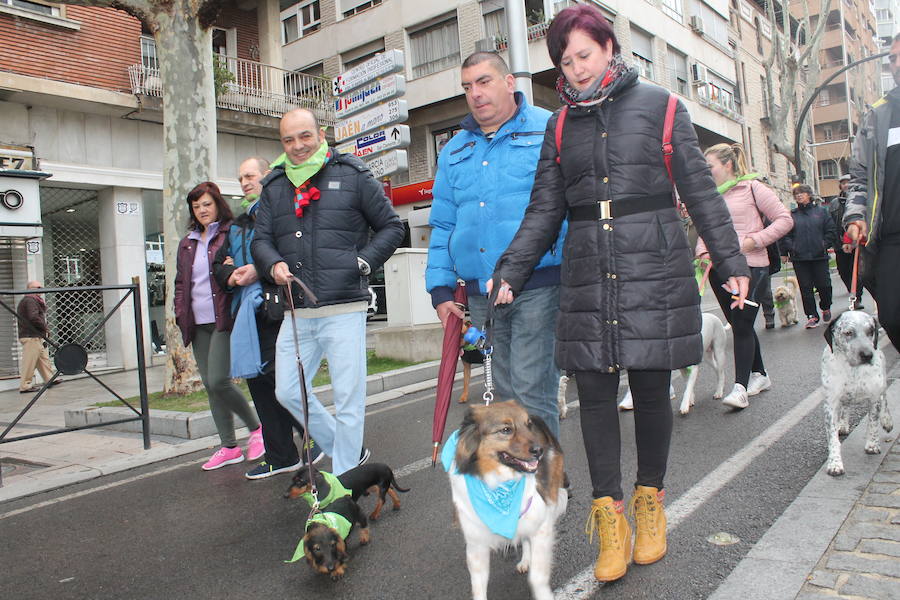 Buscan un hogar para estos perros