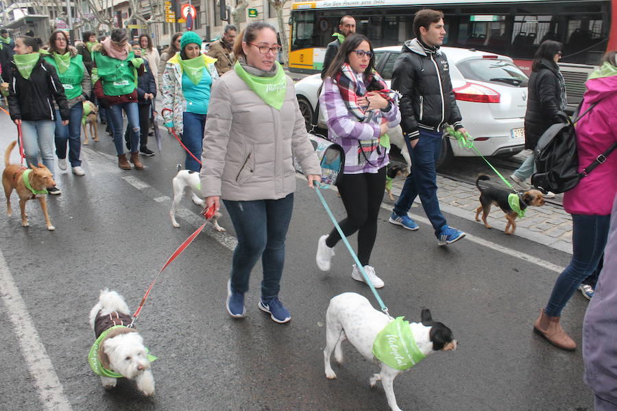 Buscan un hogar para estos perros