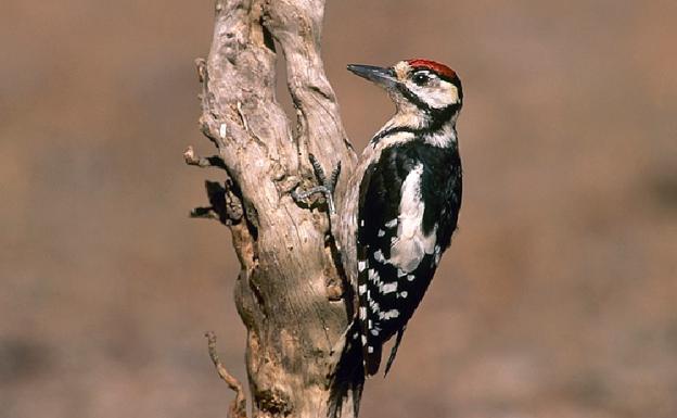 Un pájaro carpintero, encaramado a un árbol.