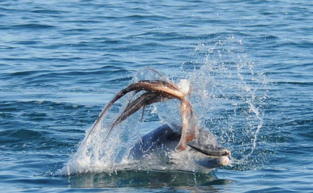 Lo nunca visto en el mar: un pulpo mata por asfixia a un delfin