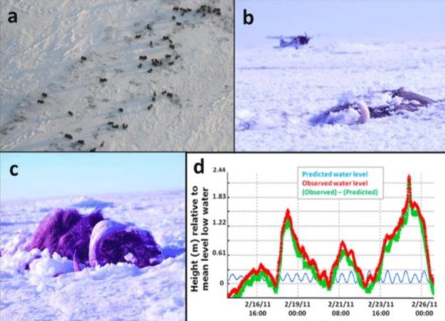 Un devastador 'tsunami de hielo' sepulta con vida a una manada de misteriosos animales