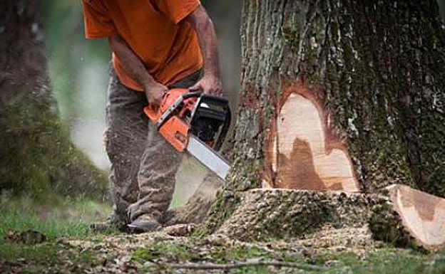 Tala un árbol de su casa y le caen 100.000 euros de multa