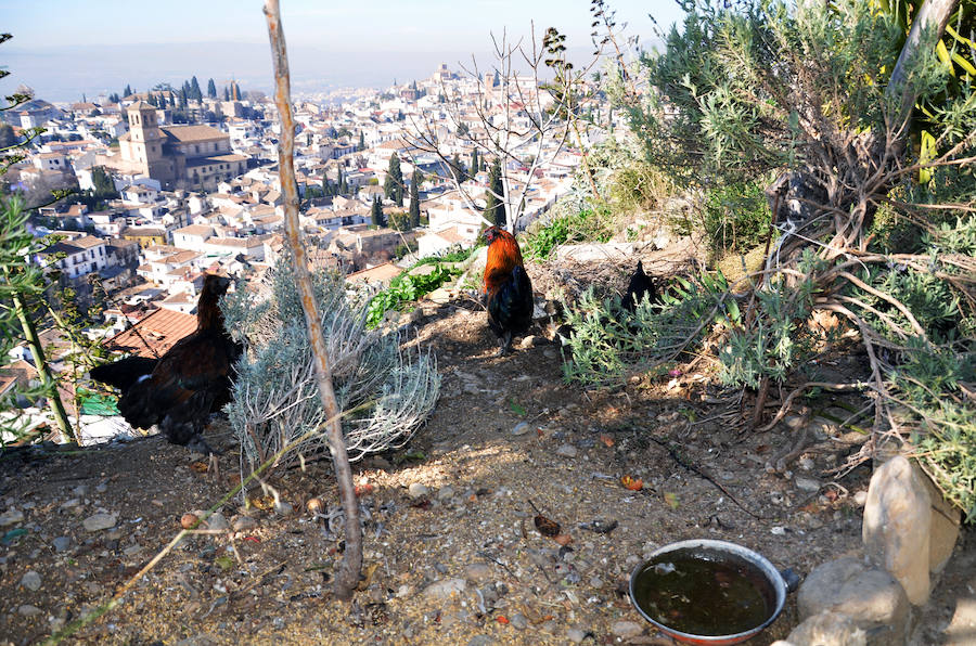 Los habitantes del cerro de San Miguel, con y sin documentación en regla de sus cuevas defienden la particularidad de la zona