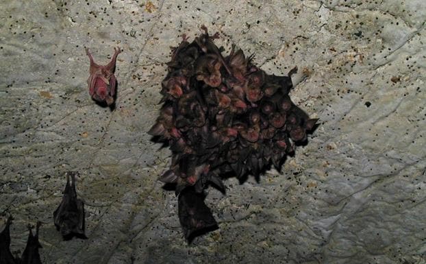 Colonia de reproducción de murciélagos de herradura