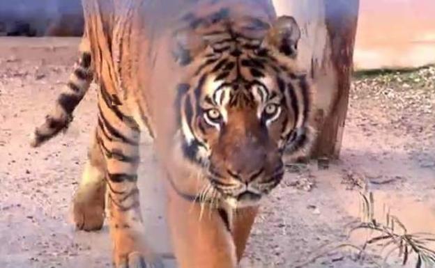 Pierde ambos brazos al ser atacado por su tigre cuando lo alimentaba