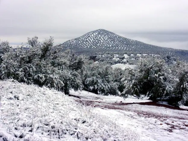 Olivares blancos en Vilches tras las últimas nevadas.