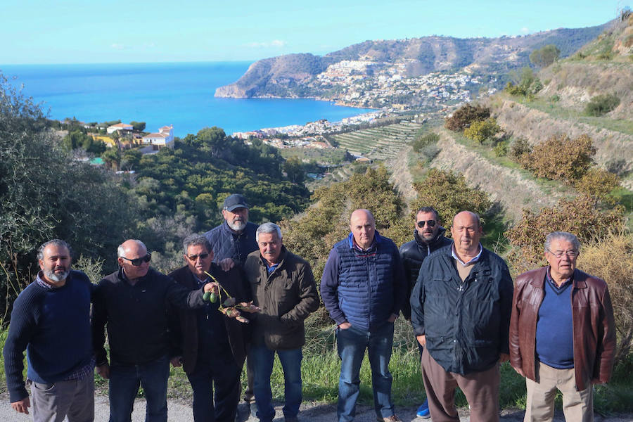 Los agricultores reclaman medidas extraordinarias como la recarga del acuífero para salvar las 4.800 hectáreas de subtropicales sexitanas