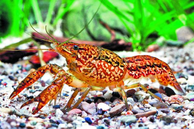 El cangrejo jaspeado es muy habitual en los acuarios ornamentales. La Unión Europea ha prohibido su comercialización 