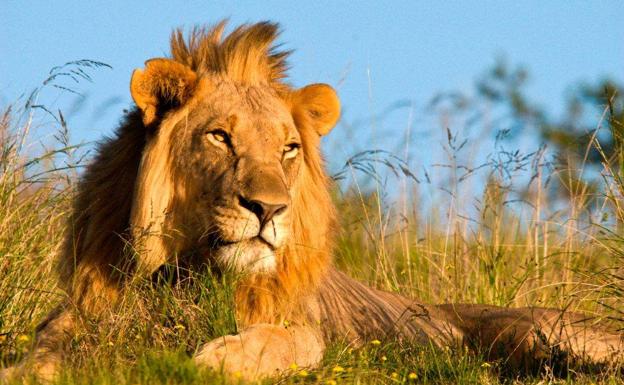 Encuentran a un cazador furtivo devorado por los leones en un paraje  natural de Sudáfrica | Ideal