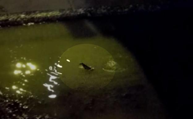 Captan un animal poco común nadando de noche en el río Genil en Granada