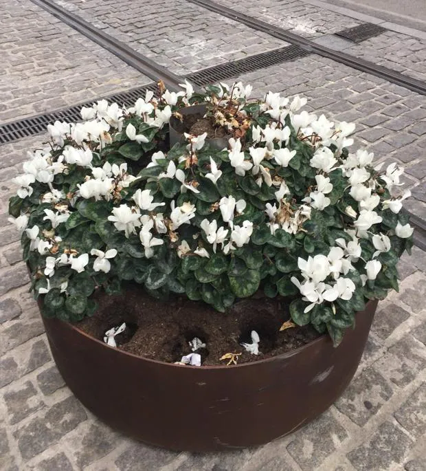 Alertan del robo de flores en el centro de Jaén