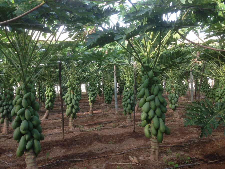 Fomento de la industria agroalimentaria derivada de los productos subtropicales y de invernadero en la Costa Tropical